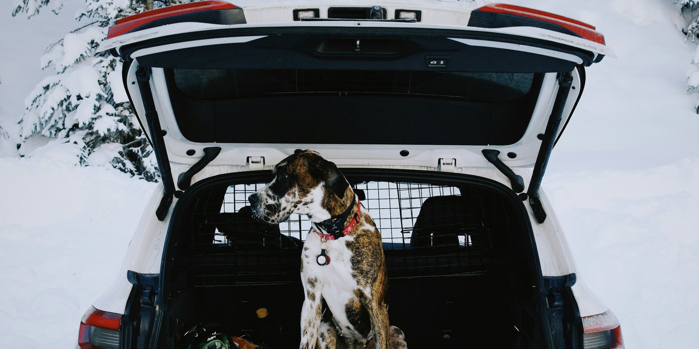 Senior dog standing in the open trunk of an SUV, ready to use a ramp