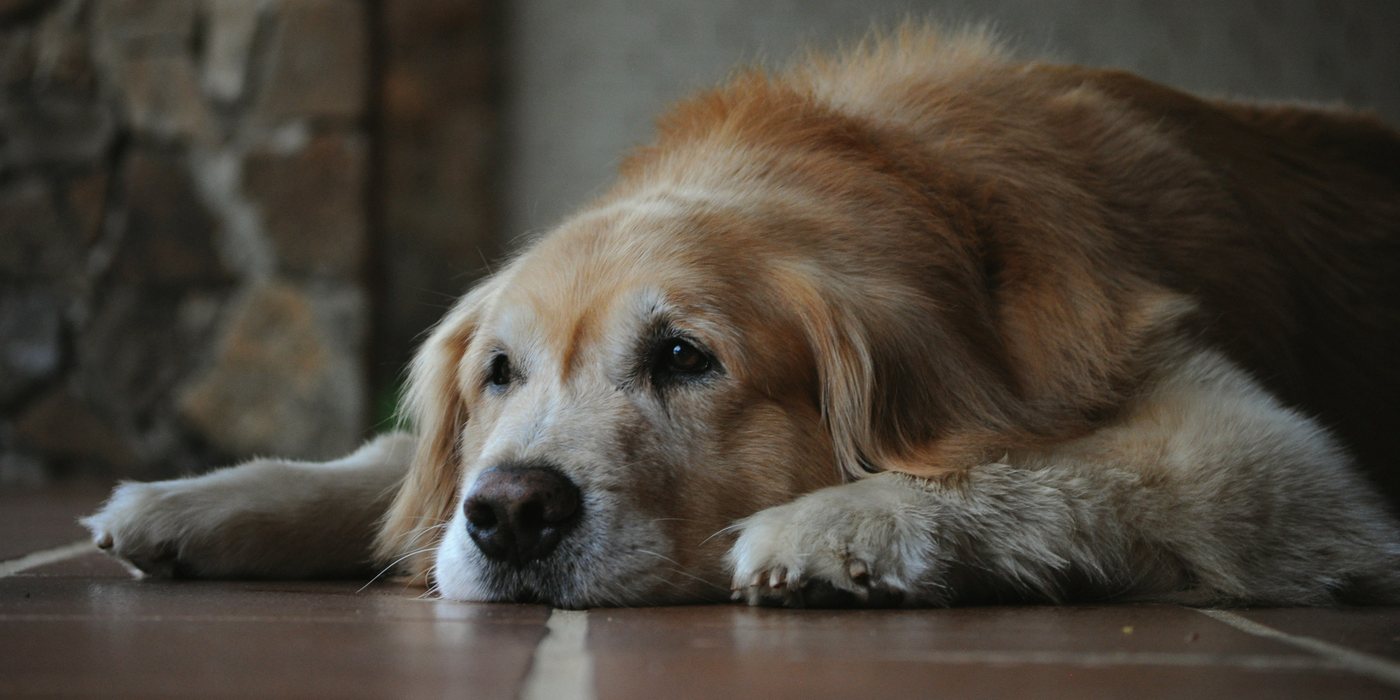 Senior golden retriever lying on a hardwood floor