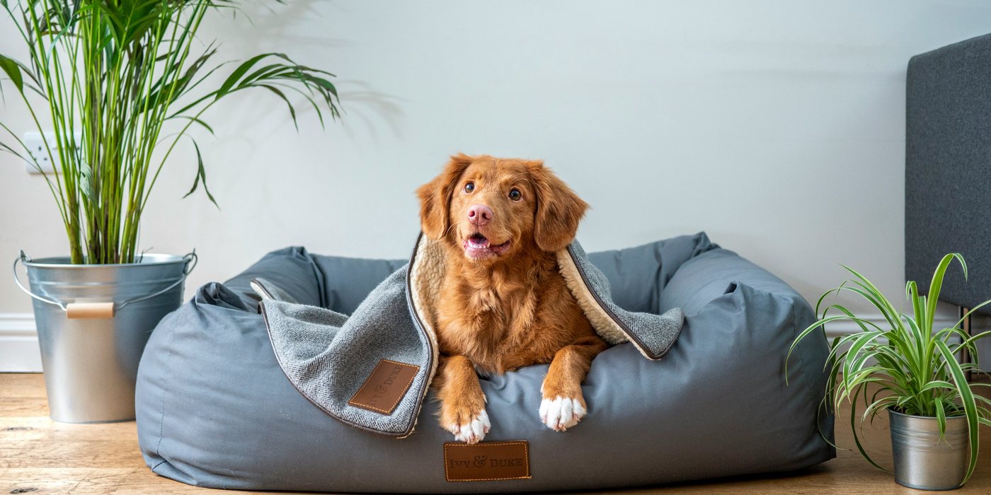 Dog resting in a grey orthopedic dog bed