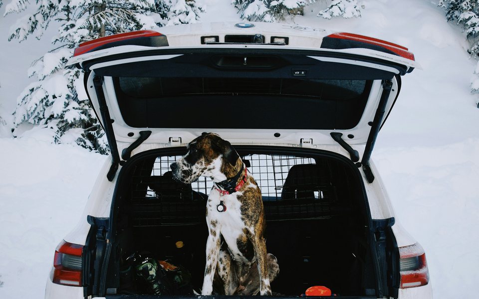 Senior dog standing in the open trunk of an SUV