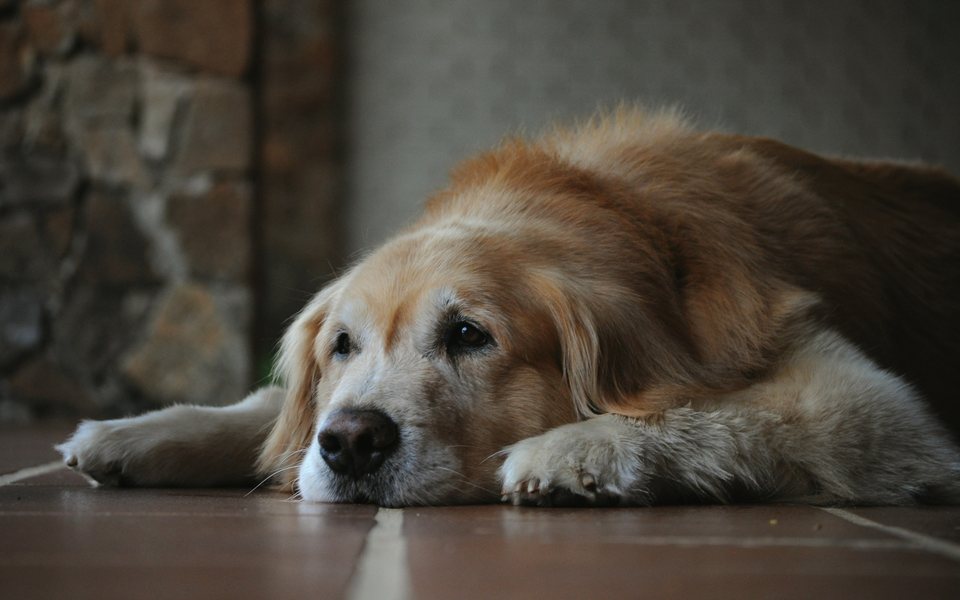 Senior golden retriever lying on a hardwood floor