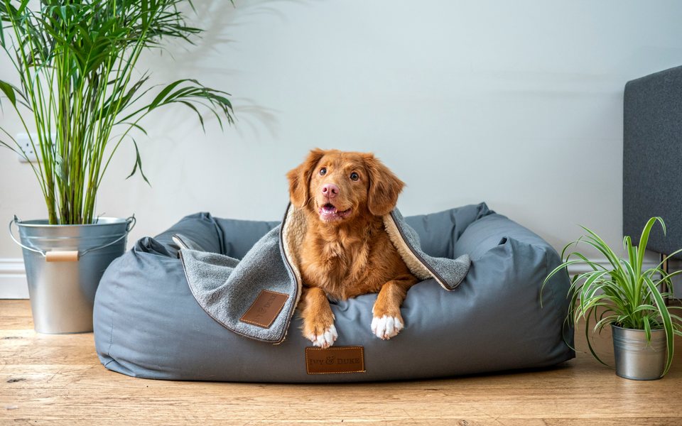 Dog resting in a grey orthopedic dog bed